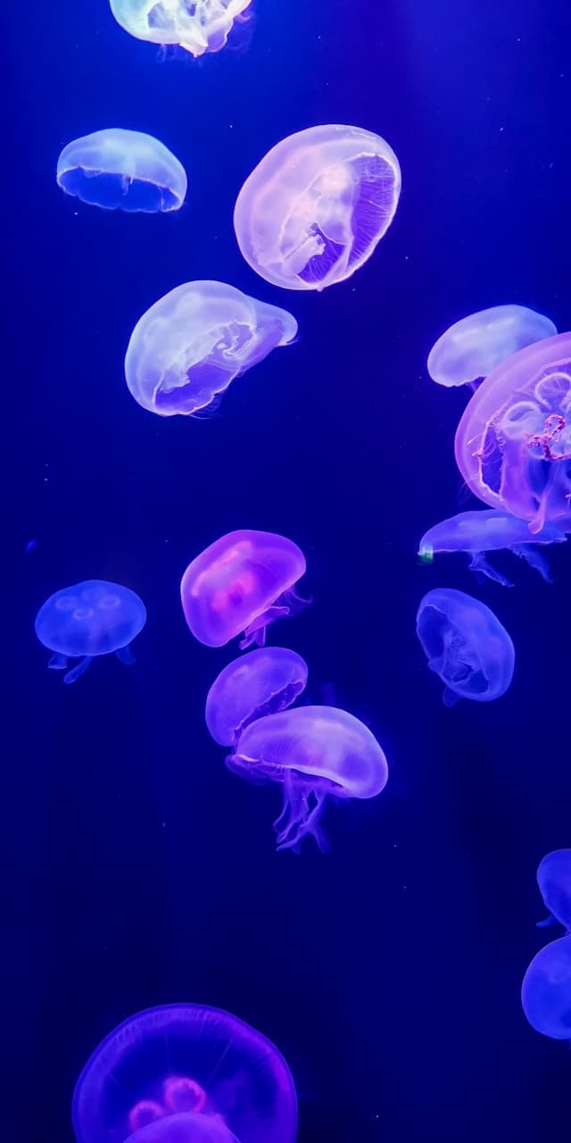 Iridescent moon jelly floating in water