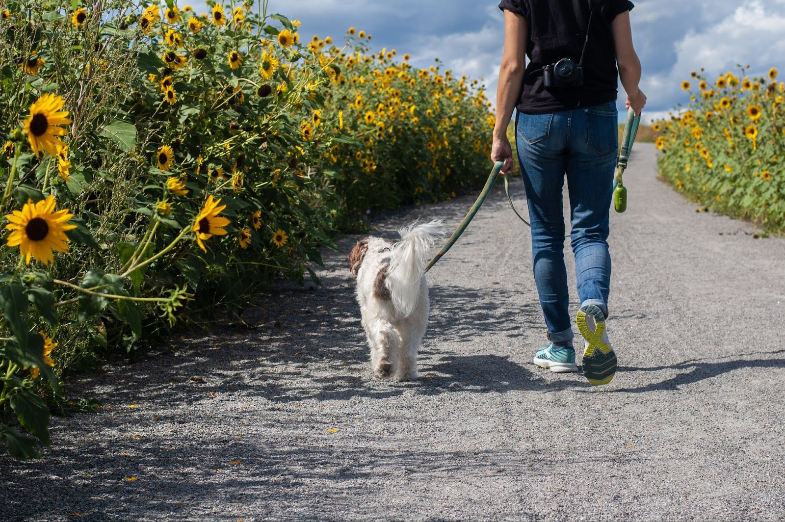 A brown and white-haired dog on a leash walking with its owner on a road surrounded by sunflowers